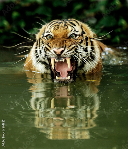 bengal tiger #605827