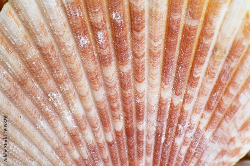 pink shell