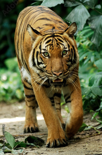 bengal tiger #605832