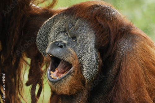 Bilde på lerret orang utan