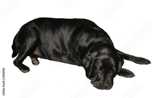 black labrador retriever