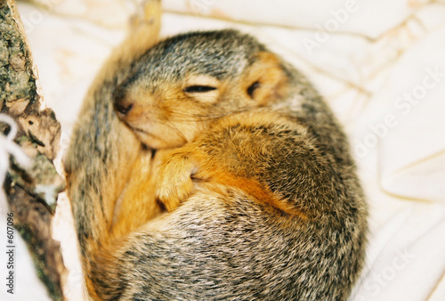 baby grey squirrel sleeping