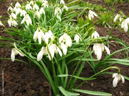 snowdrops