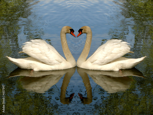 swan couple