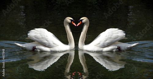swan couple