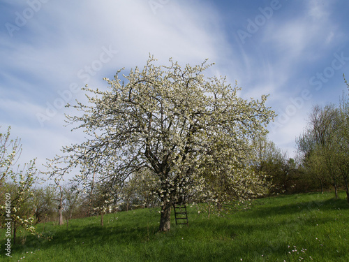 kirschbaumblüte