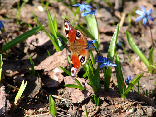 butterfly photo