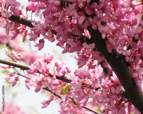 redbud