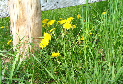 dandelions