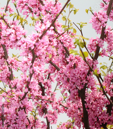 redbud tree