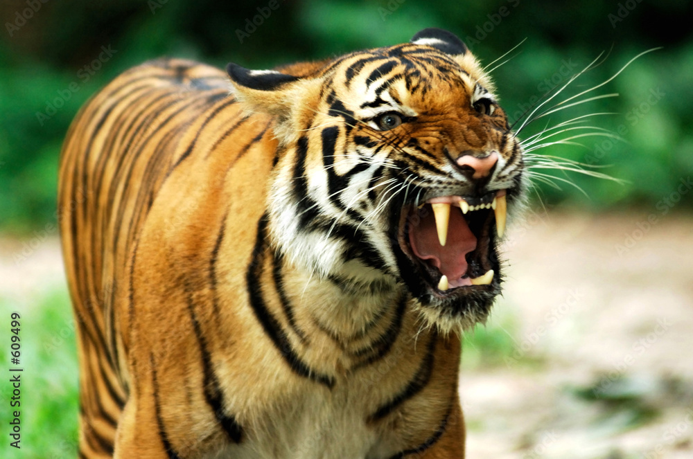 Naklejka premium tygrys bengalski
