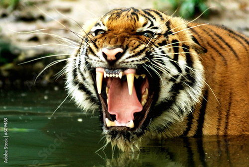 Canvas-taulu tiger of bengal