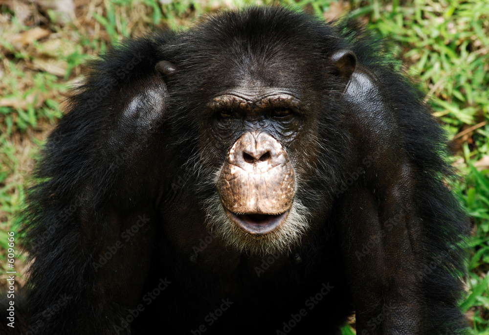 Obraz premium chimpanzee