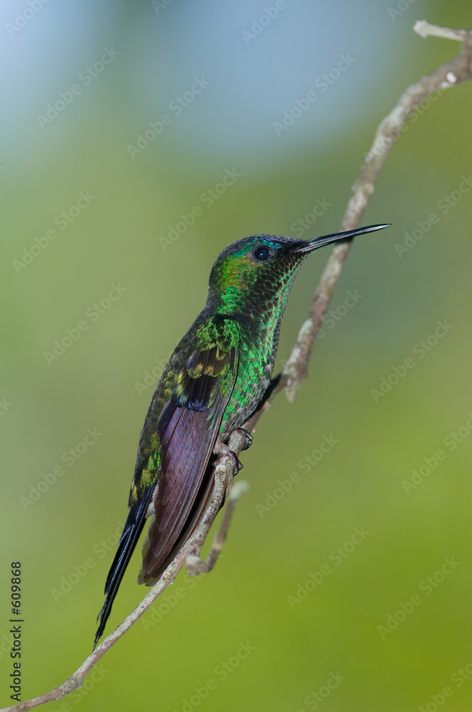 Fototapeta premium colibri