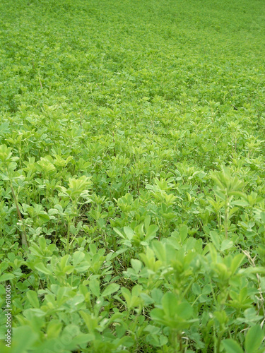 alfalfa field