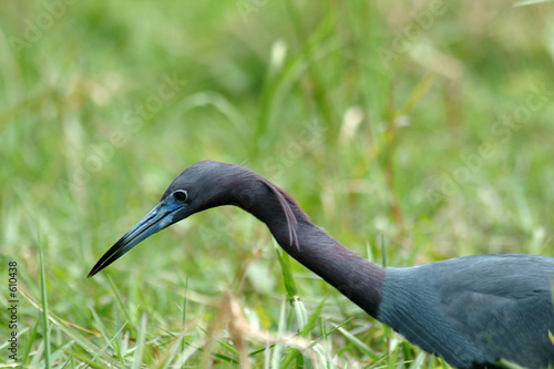 aigrette bleue photo