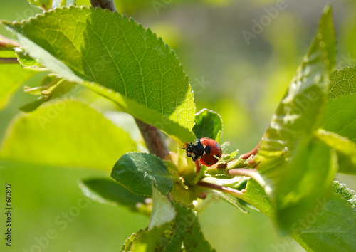 ladybird among leaves © Dmitry Remesov
