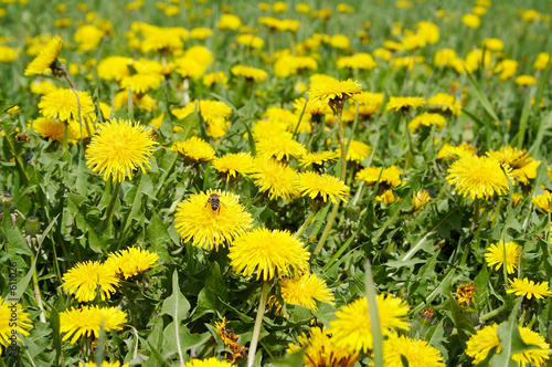 field of dandelions photo