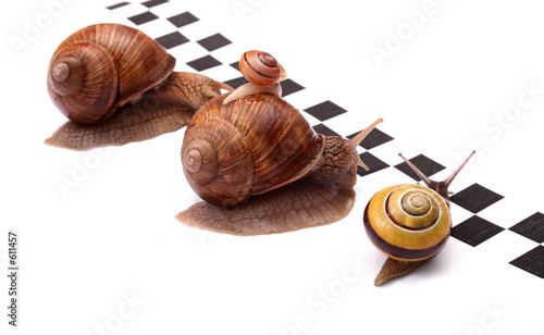 snails racing