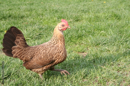 hen