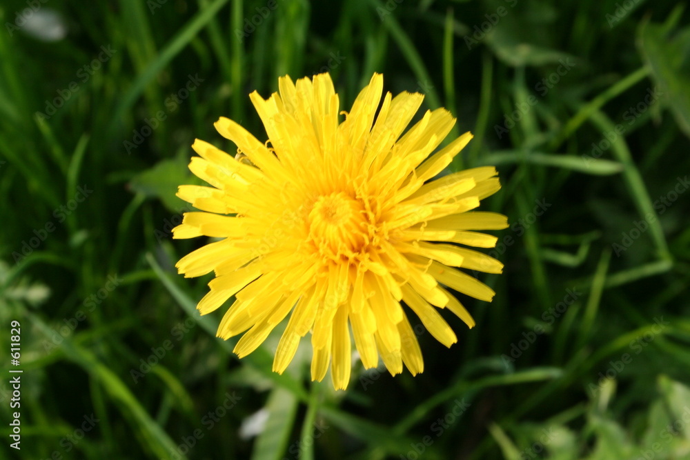 dandelion dandelion