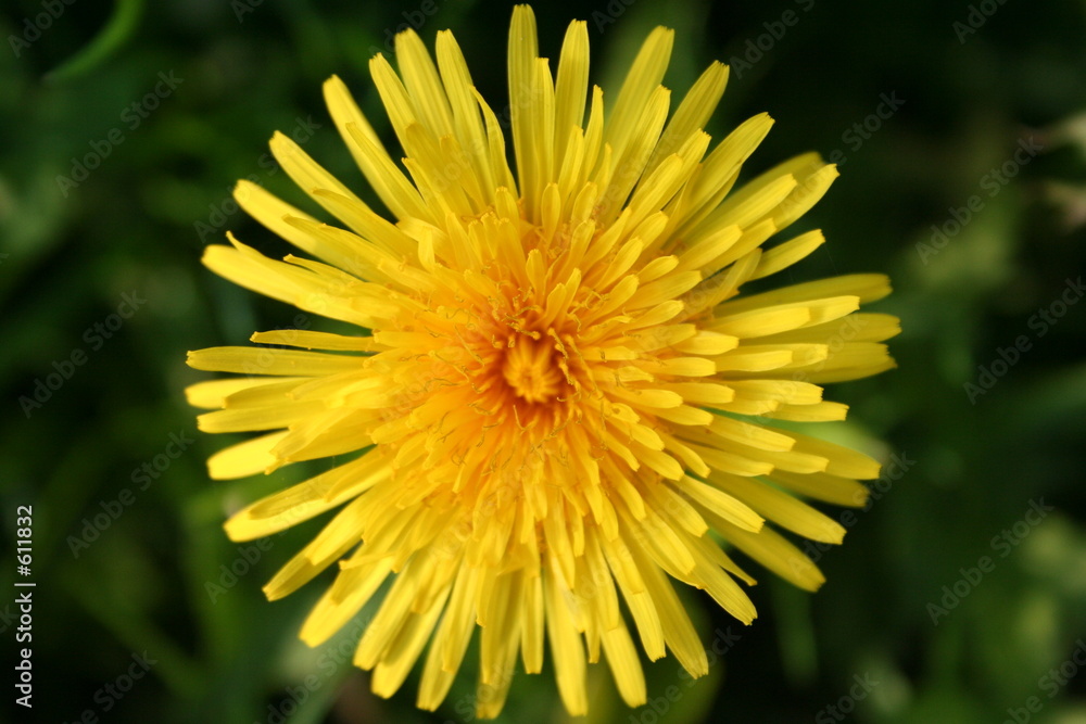 dandelion dandelion