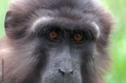 Wallpaper Mural singe portrait Torontodigital.ca