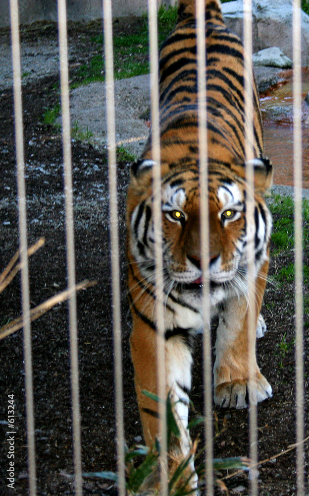 Fototapeta premium siberian tiger