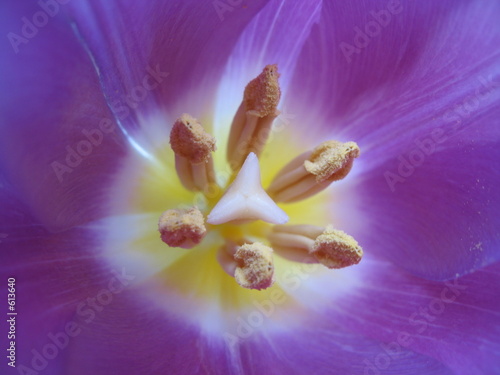 inside tulip