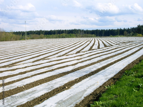 spargel