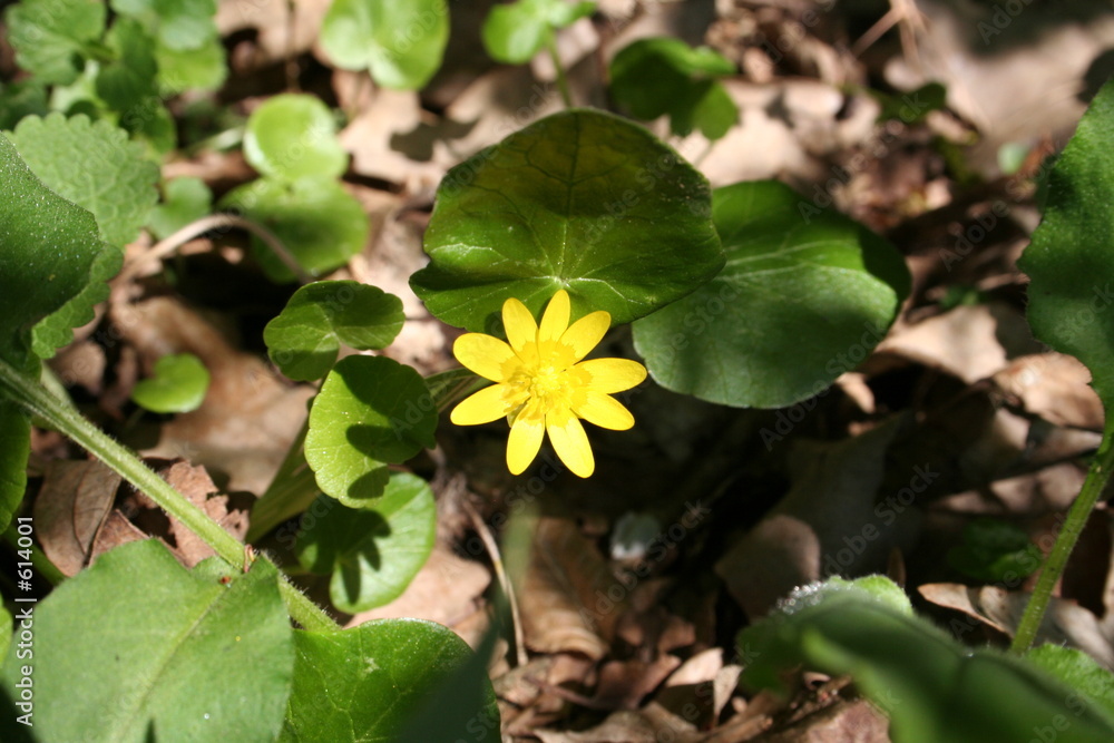 flower flower