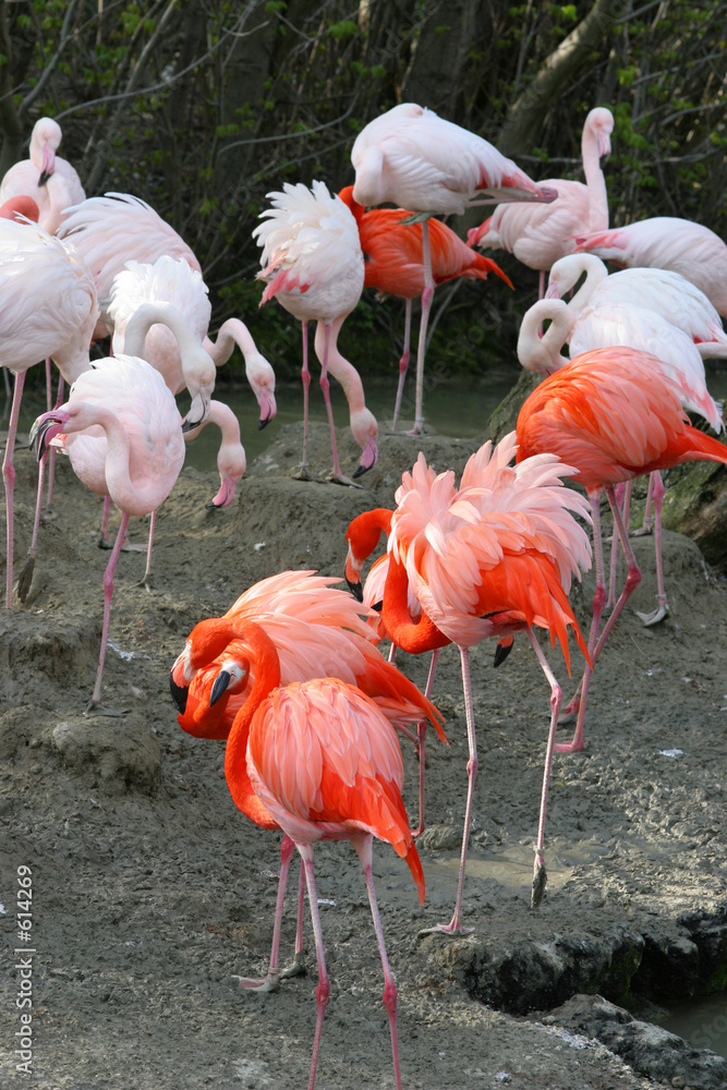 rosa flamingos rosa flamingos