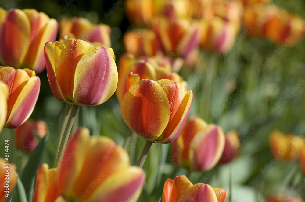 Fototapeta premium tulips on a summer morning
