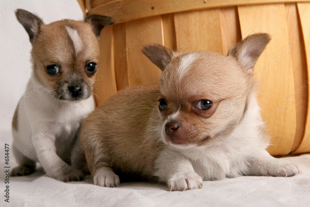 chihuahua puppies