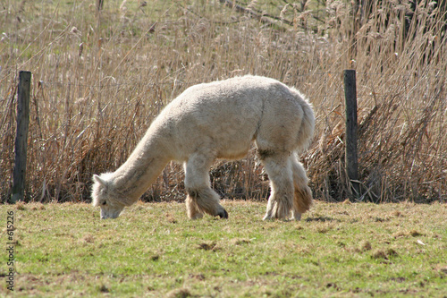 wei  es lama beim grasen