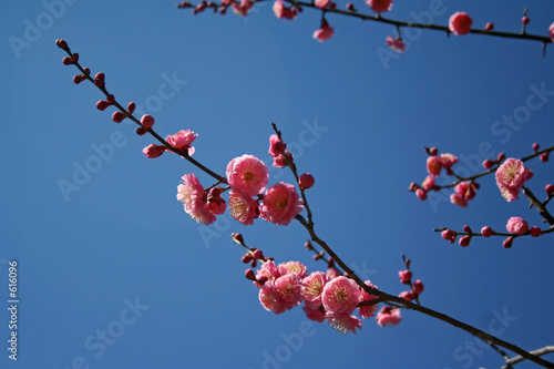 plum tree