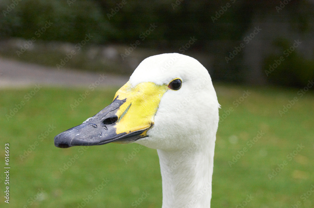 duck duck