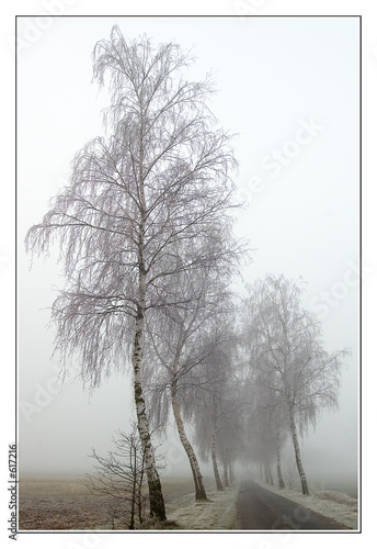 birken im nebel
