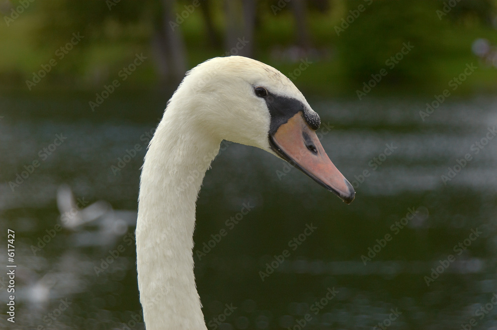 mute swan mute swan