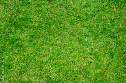 grass 7