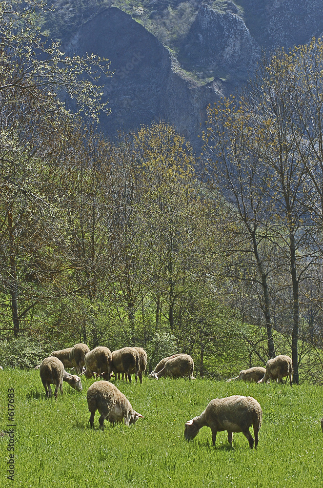 Fototapeta premium mouton 10