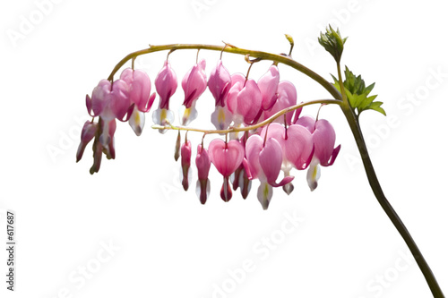 bleeding hearts - clipped