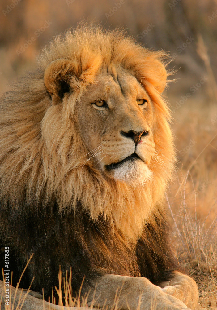 Obraz na plátně big male lion