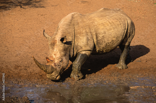 white rhinoceros