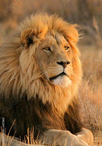 big male lion #617883