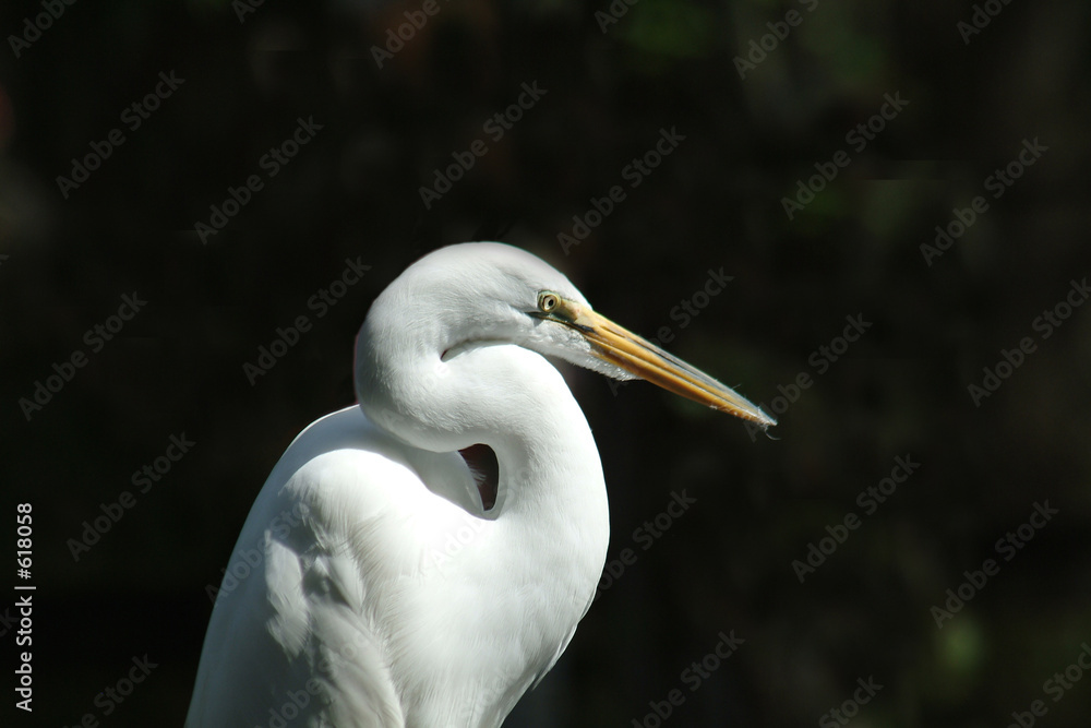 Fototapeta premium great egret
