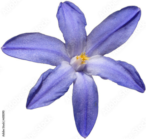 six petal blue sparkling flower