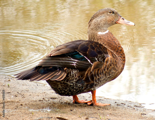 duck