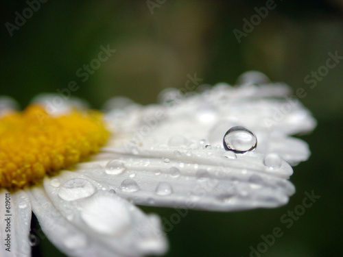 daisywheel