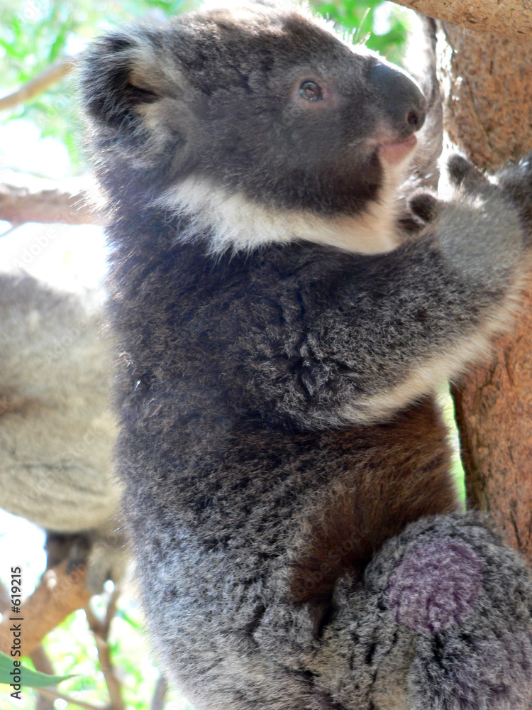 Naklejka premium koala cub climbing